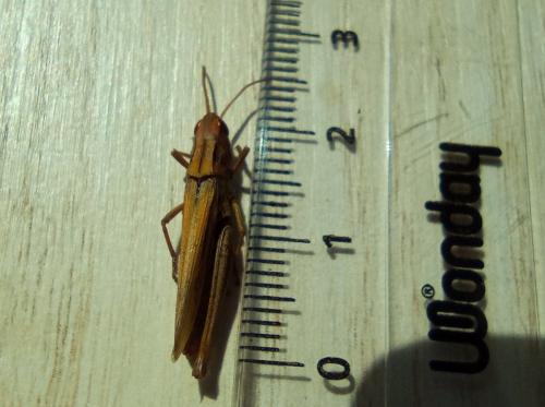 Chorthippus albomarginatus albomarginatus